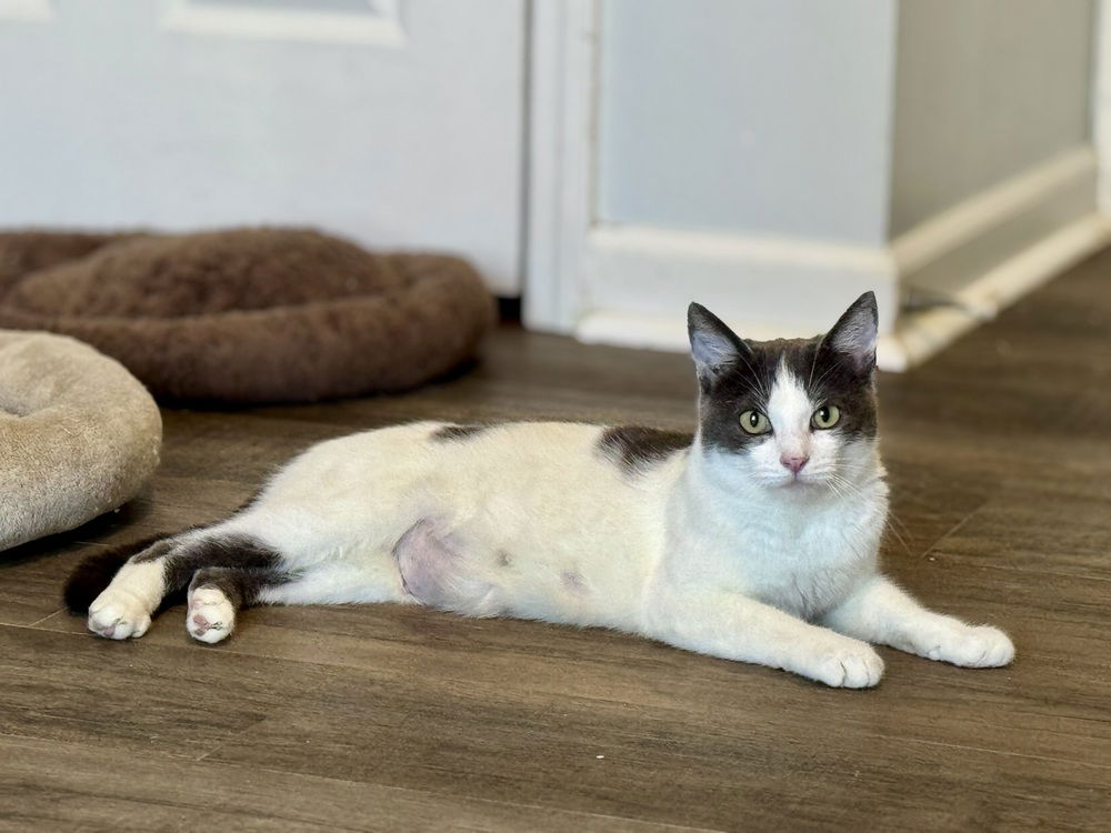 adoptable Cat in Evansville, IN named Ostara