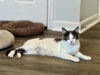 adoptable Cat in evansville, IN named Ostara