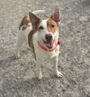 adoptable Dog in evansville, IN named Archie