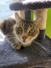 adoptable Cat in Evansville, IN named Kendra