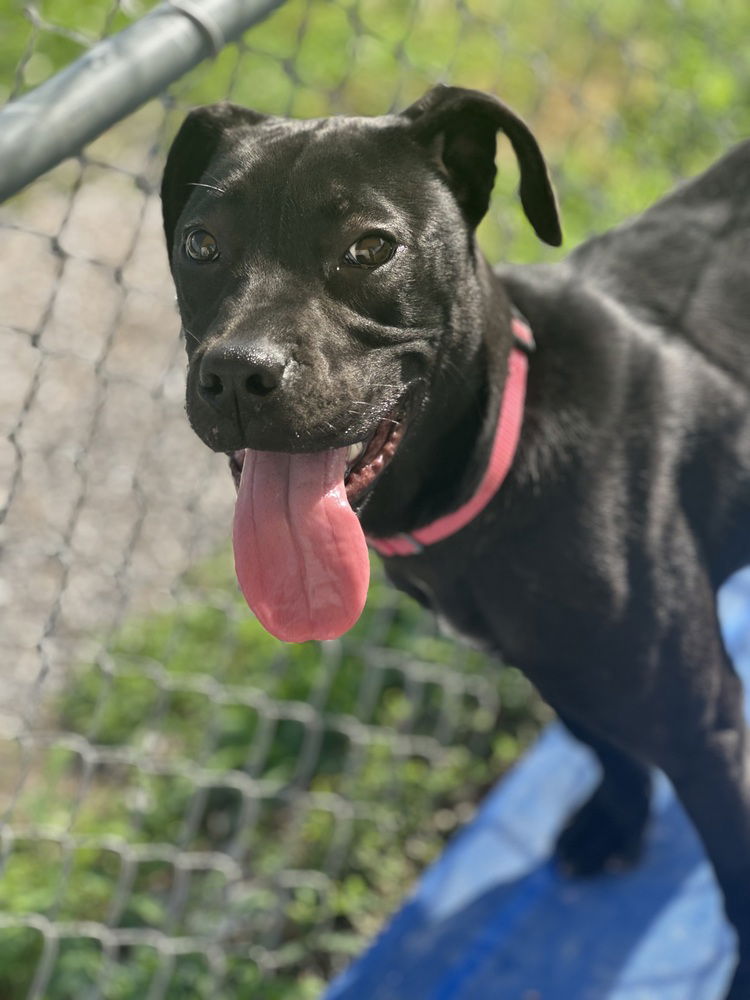 adoptable Dog in Evansville, IN named Chalupa