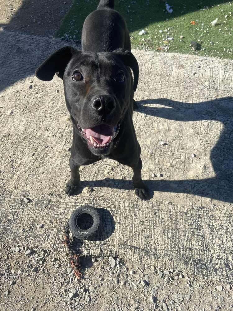 Chalupa