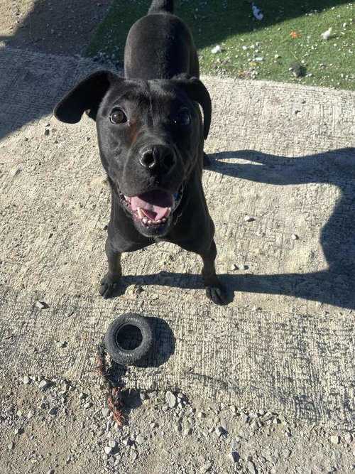CHALUPA - Labrador Retriever / Terrier available for adoption