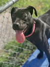Chalupa - Photo 2