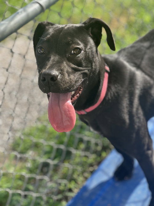CHALUPA - Labrador Retriever / Terrier available for adoption