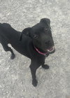 Chalupa - Photo 3