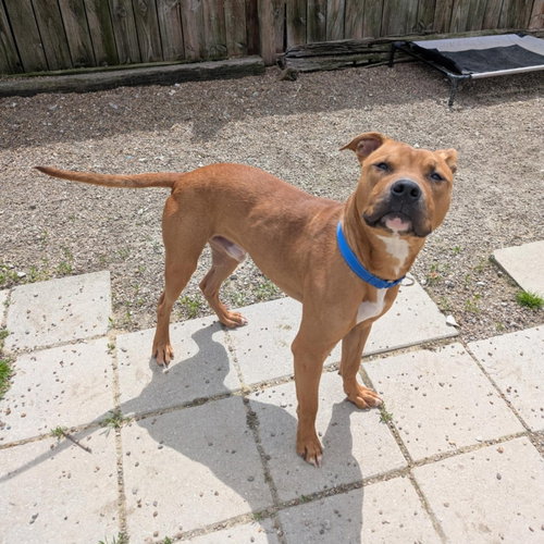LEONARDO - Boxer / Pit Bull Terrier available for adoption
