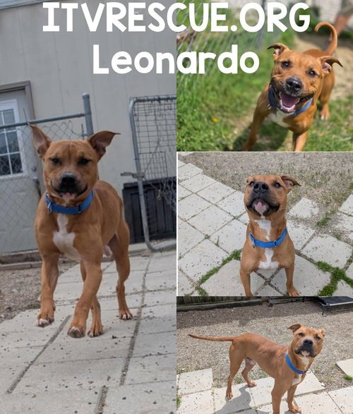 LEONARDO - Boxer / Pit Bull Terrier available for adoption