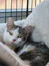 adoptable Cat in evansville, IN named Brownie Caramel
