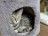 adoptable Cat in Evansville, IN named Natalie