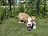 adoptable Dog in  named Cinnamon Toast Crunch