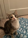 adoptable Cat in evansville, IN named Buffy Anne