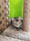 adoptable Cat in Evansville, IN named Pricillia