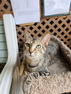 adoptable Cat in Evansville, IN named MacBeth