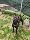 adoptable Dog in evansville, IN named Dr Zuess