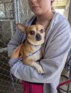 adoptable Dog in Evansville, IN named Little Boy