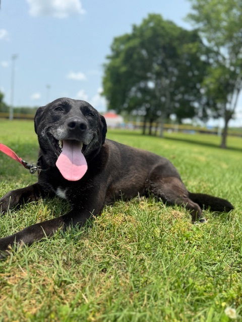 adoptable Dog in Evansville, IN named Immajean
