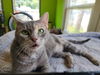 adoptable Cat in evansville, IN named Spunky