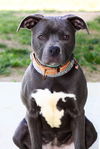 adoptable Dog in evansville, IN named Ziggy
