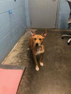 adoptable Dog in  named Hunny