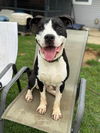 adoptable Dog in evansville, IN named Zeke