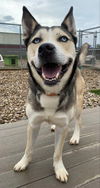 adoptable Dog in evansville, IN named Tom