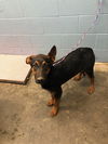 adoptable Dog in evansville, IN named Alonzo
