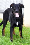 adoptable Dog in evansville, IN named Adonis