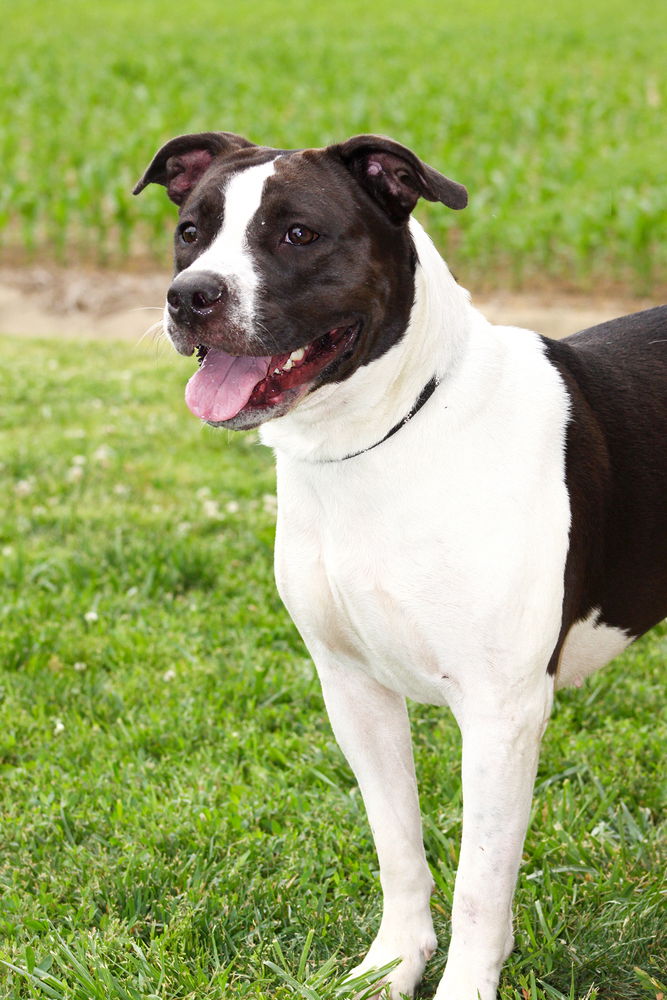 adoptable Dog in Evansville, IN named Laura