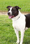 adoptable Dog in  named Laura