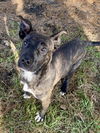 adoptable Dog in evansville, IN named Tootsie Roll