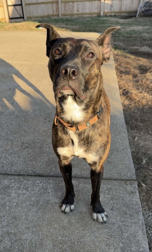 TOOTSIE ROLL - Terrier available for adoption