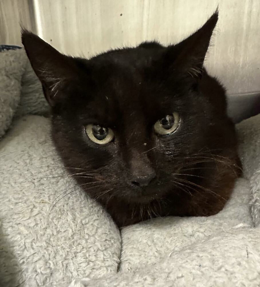 adoptable Cat in Evansville, IN named Kitty Softpaws