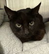 adoptable Cat in Evansville, IN named Kitty Softpaws