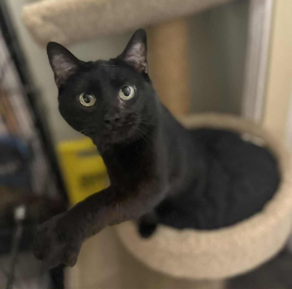 Kitty Softpaws