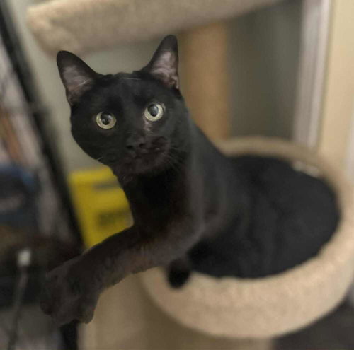 KITTY SOFTPAWS - Domestic Short Hair available for adoption