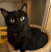 Kitty Softpaws - Photo 2