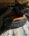 Kitty Softpaws - Photo 3