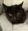 Kitty Softpaws - Photo 4