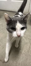 adoptable Cat in Evansville, IN named Maude