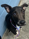 adoptable Dog in evansville, IN named Rue