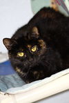 adoptable Cat in evansville, IN named Pepper