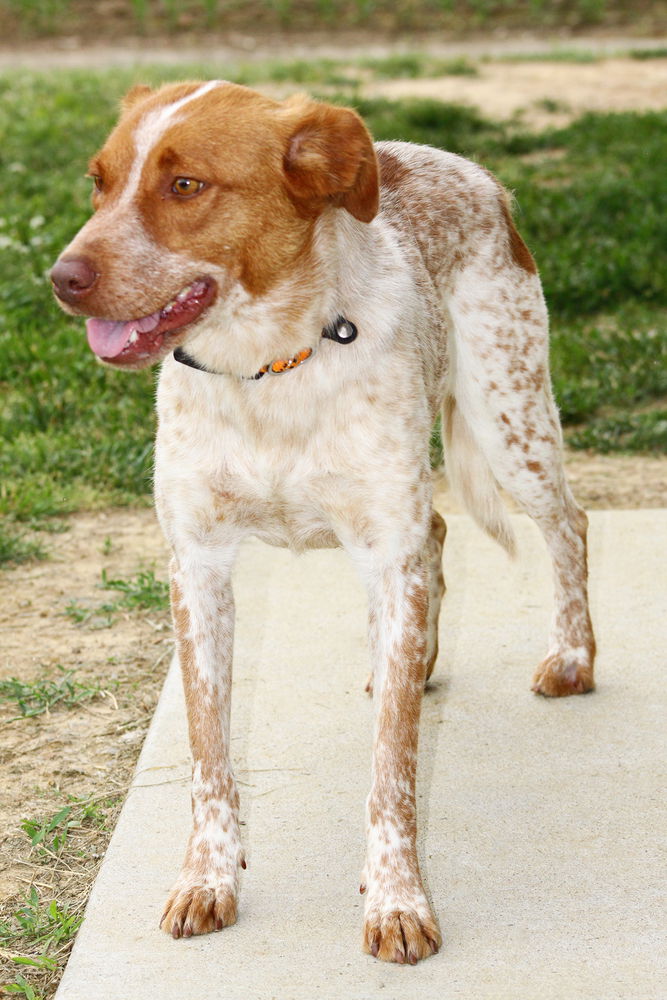 adoptable Dog in Evansville, IN named Paisley