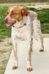 adoptable Dog in evansville, IN named Paisley