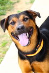 adoptable Dog in evansville, IN named Roy