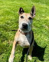 adoptable Dog in evansville, IN named Sunday