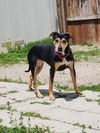 adoptable Dog in evansville, IN named Dessie