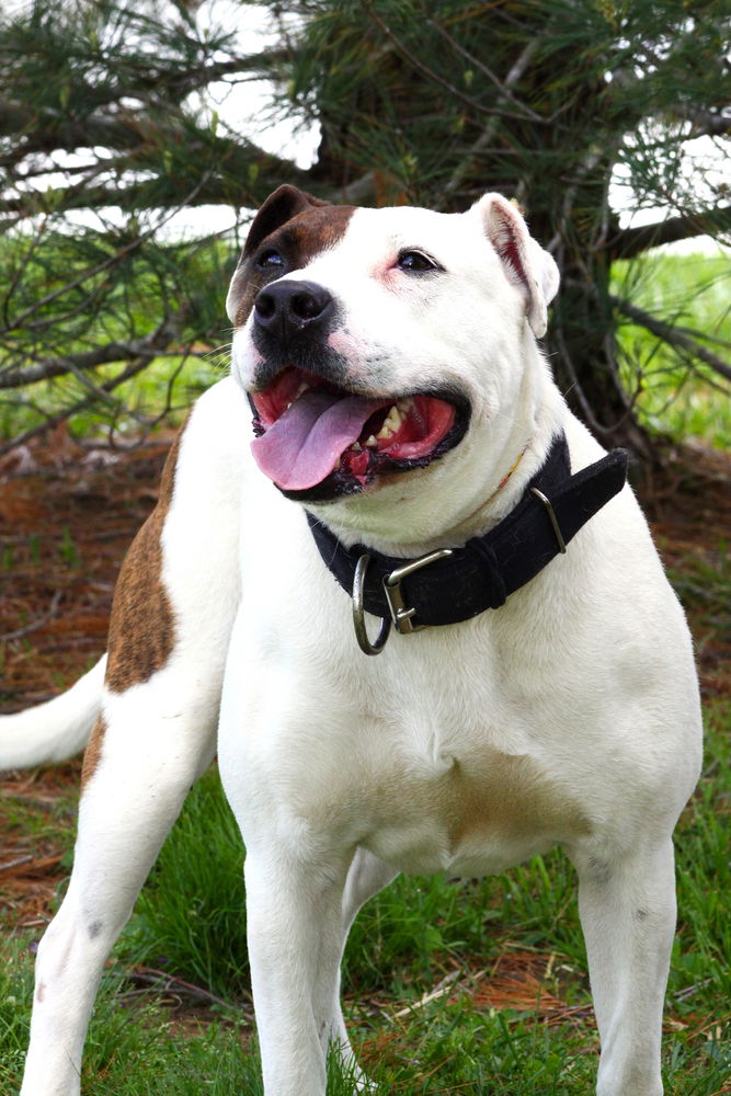 adoptable Dog in Evansville, IN named Izzy