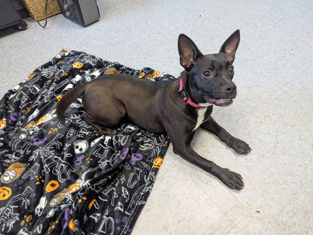 adoptable Dog in Evansville, IN named Auggie