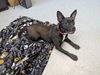 adoptable Dog in evansville, IN named Auggie